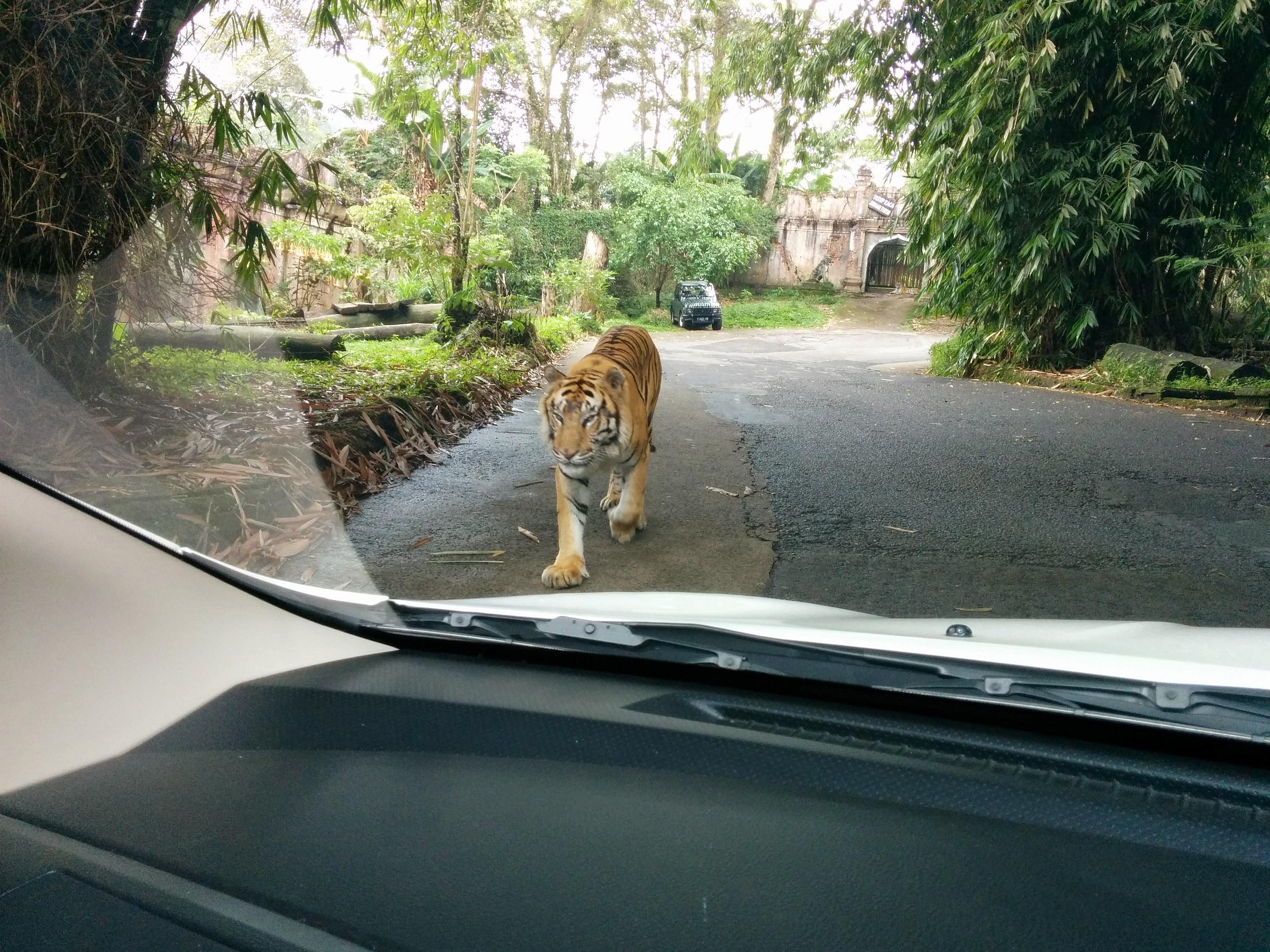 safari zoo,Tea Plantation & waterfall